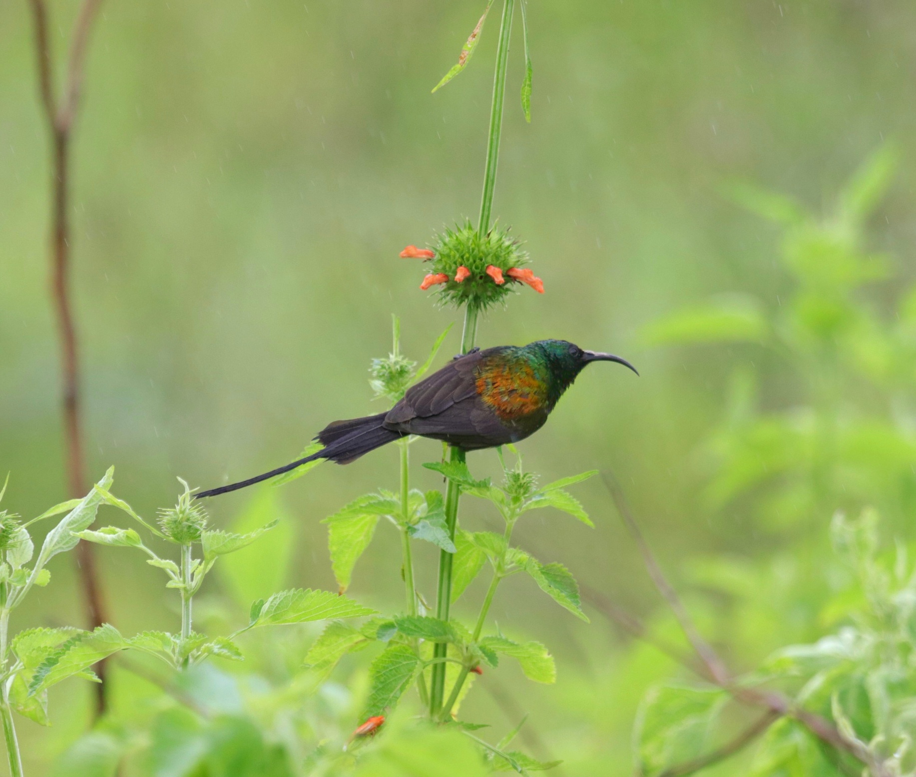 Bronze Sunbird feeding at a flowering plant, Kenya