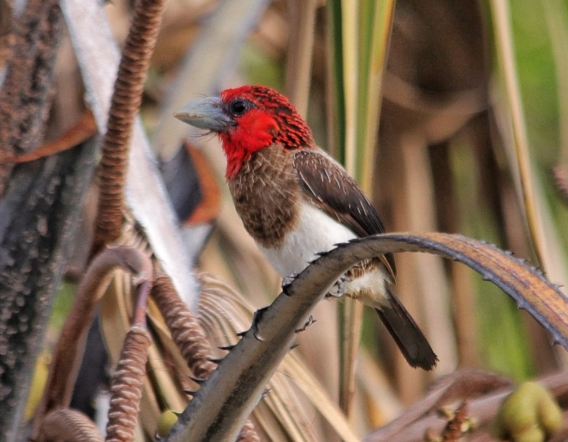 Brown-breasted Barbet perched on a thorny branch, Kenya