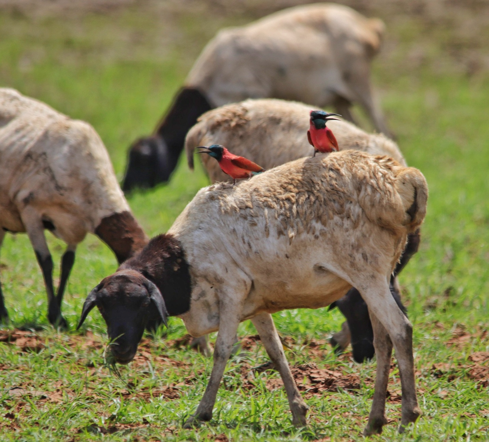 Two Northern Carmine Bee-eaters perched on the backs of grazing sheep, Kenya