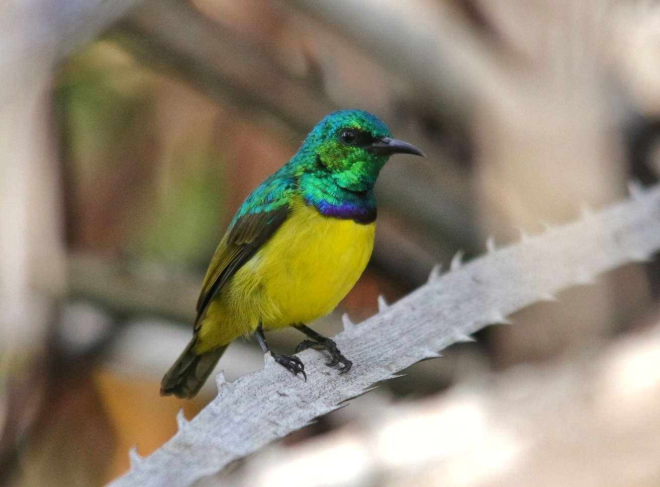 Collared Sunbird perched among foliage, Kenya