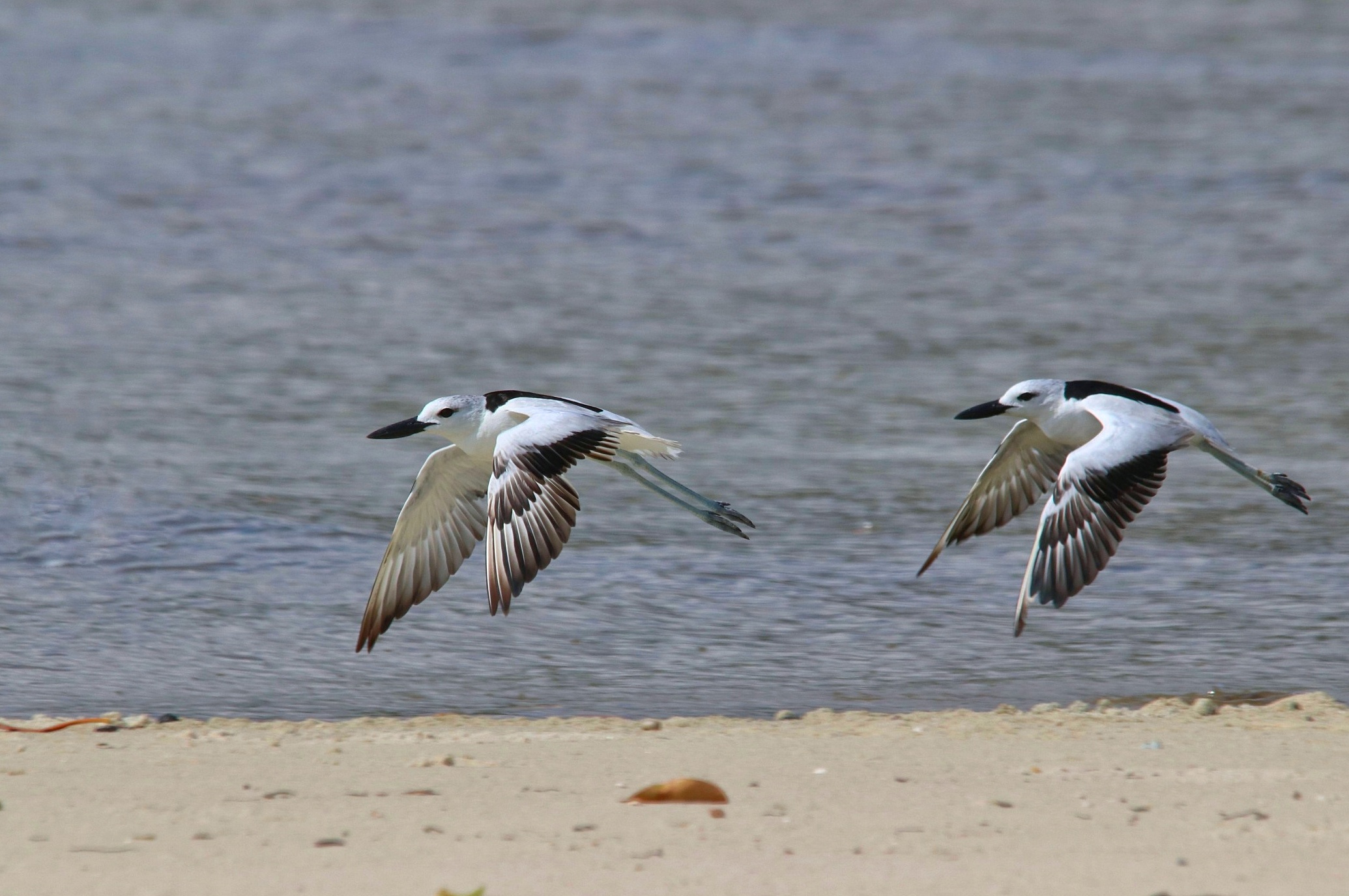 Two Crab Plovers in flight over a Kenyan beach