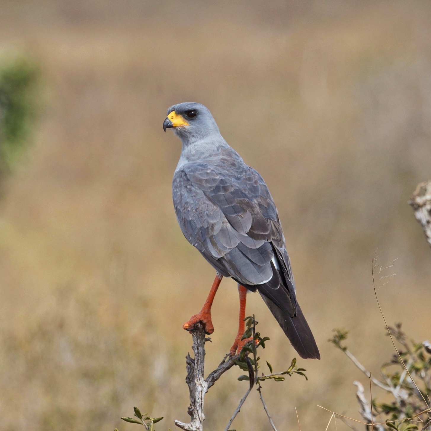 Eastern Chanting Goshawk perched on a dead branch, Kenya