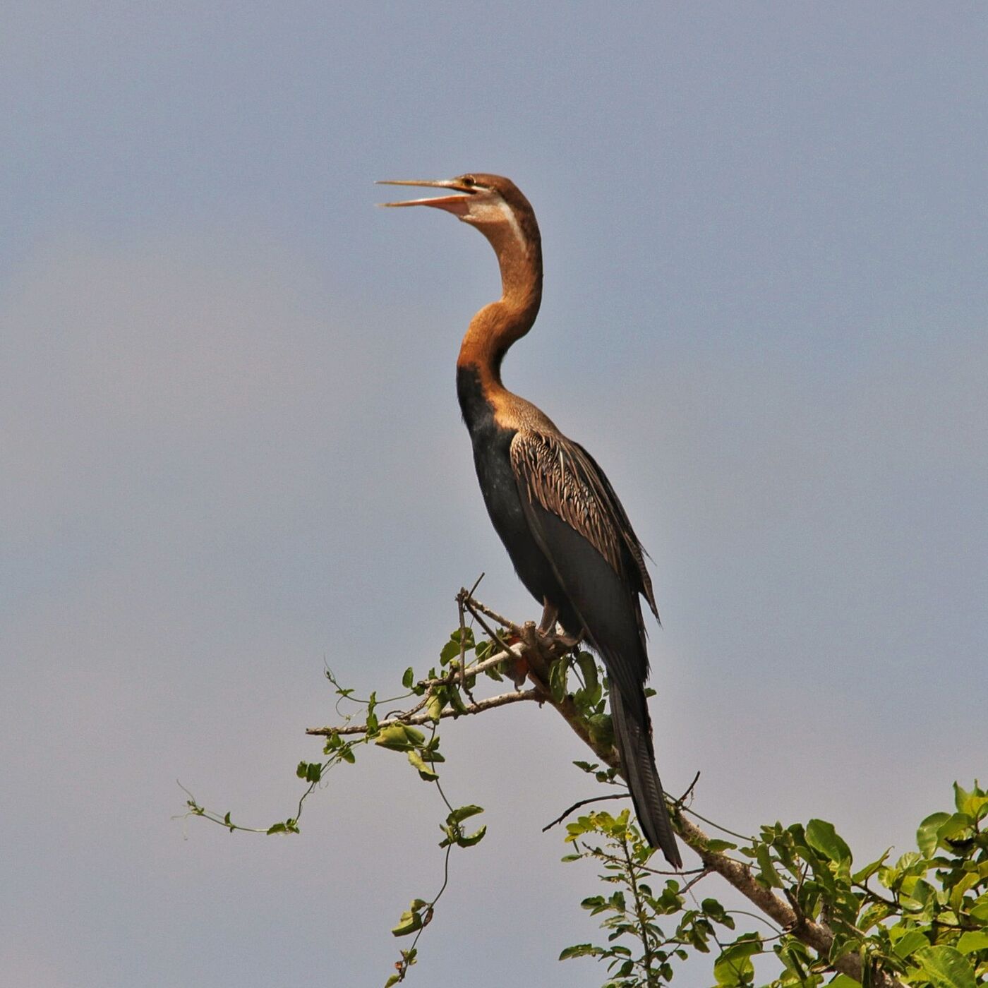 African Darter perched on a bush above the water, neck extended