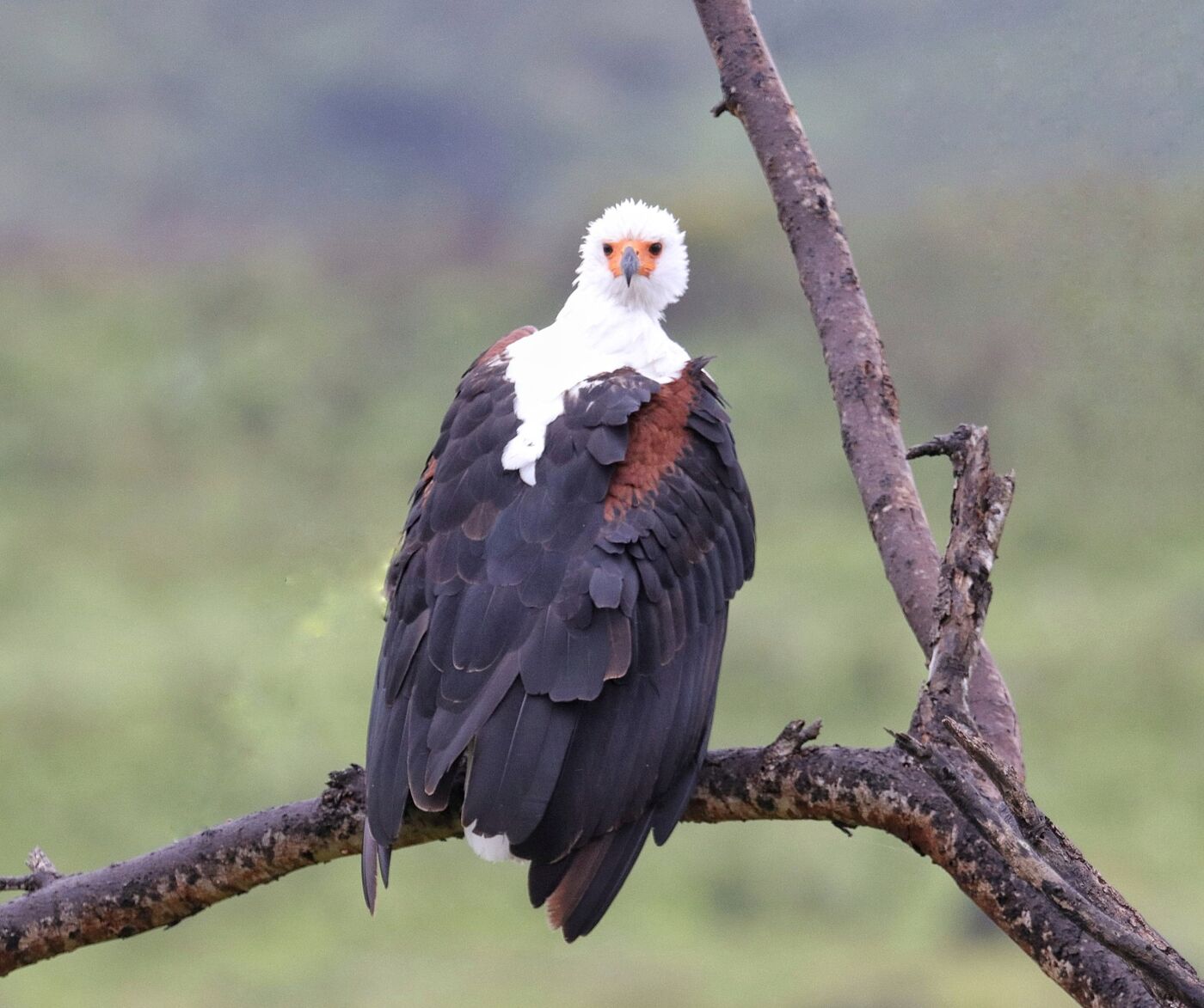 African Fish Eagle perched on a dead branch