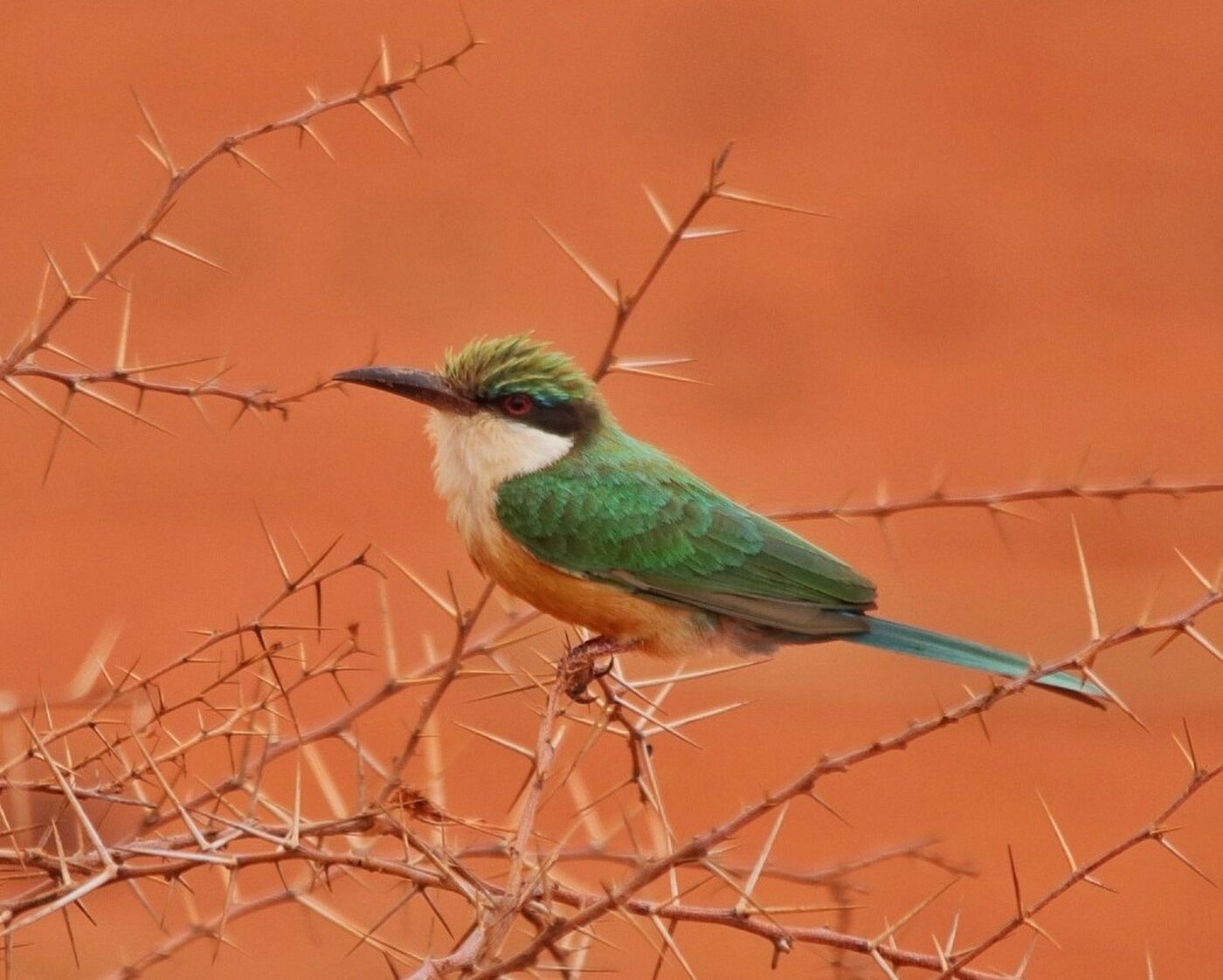Bee-eater perched among thorn scrub on red soil