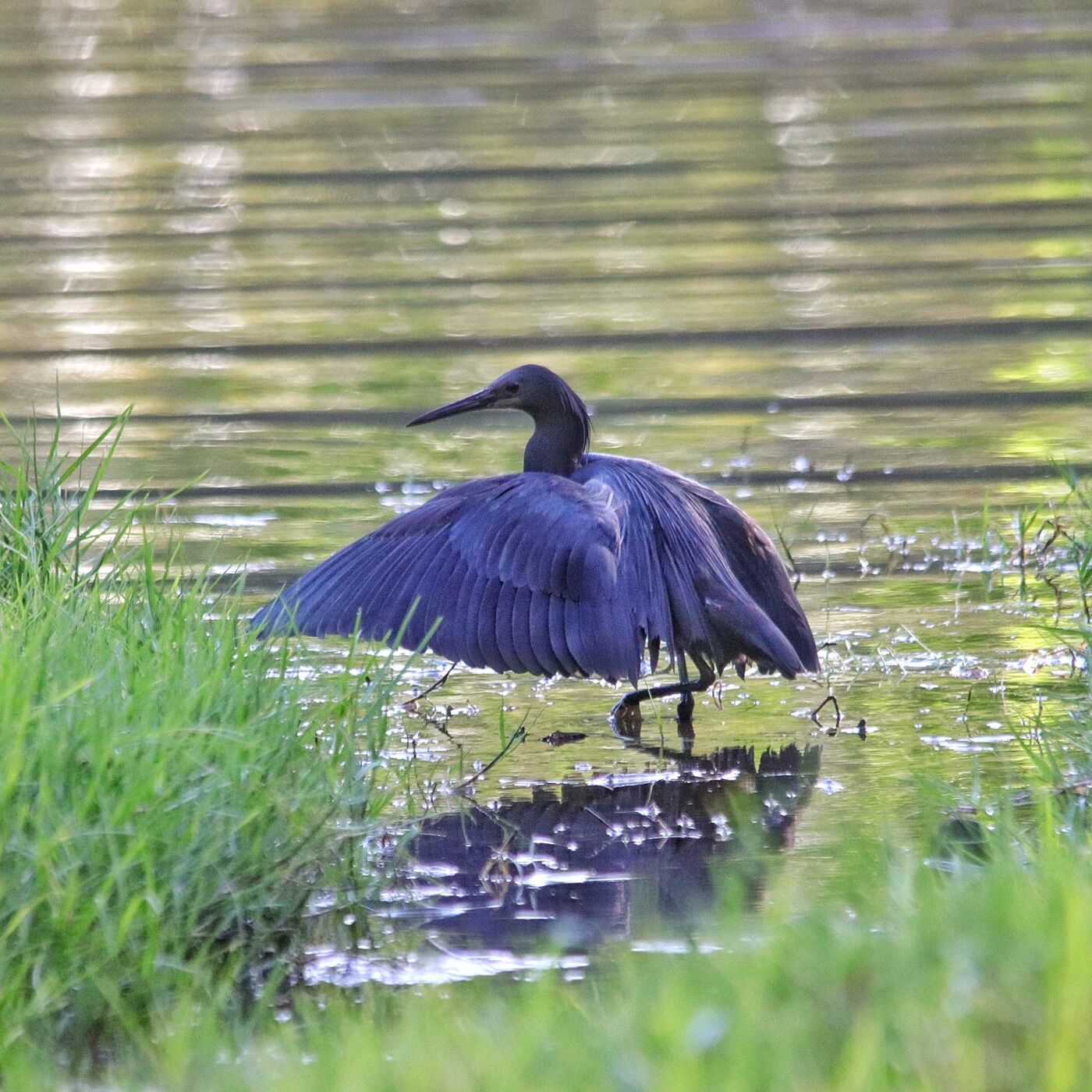 Black Heron canopy-feeding with wings spread like an umbrella in a shallow lake