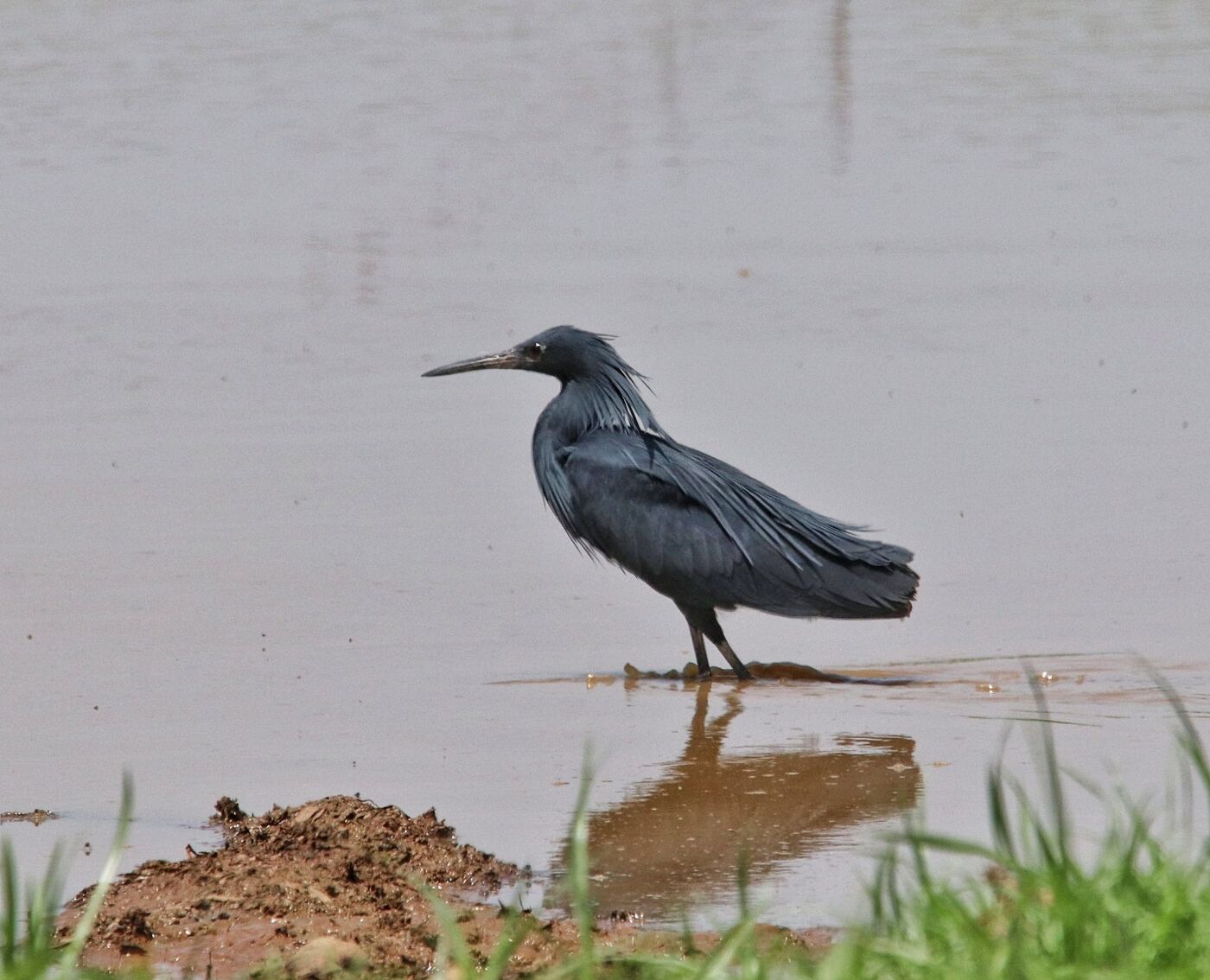 Black Heron hunting at the edge of a shallow pool