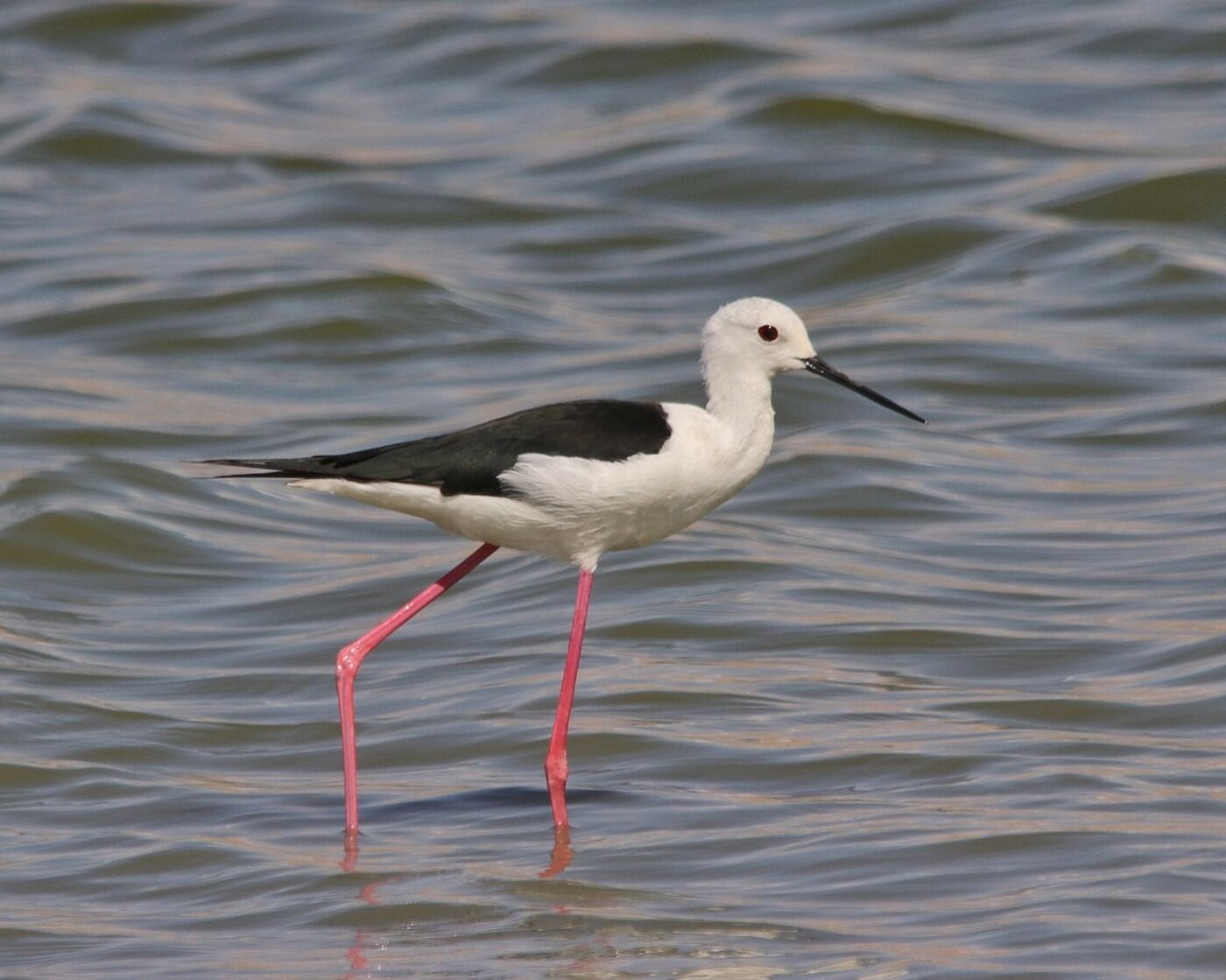 Black-winged Stilt wading in shallow water