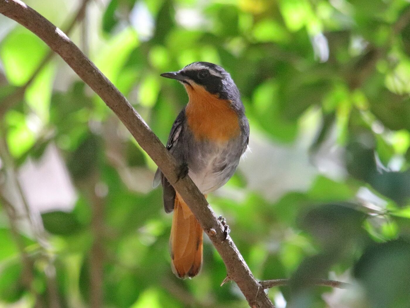Cinnamon-chested Bee-eater perched in highland forest