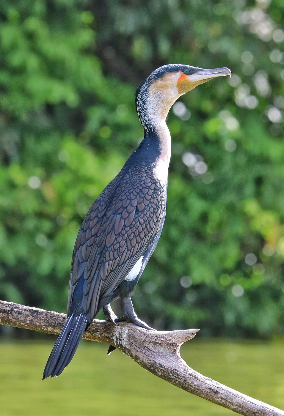 Cormorant perched on a branch drying its plumage