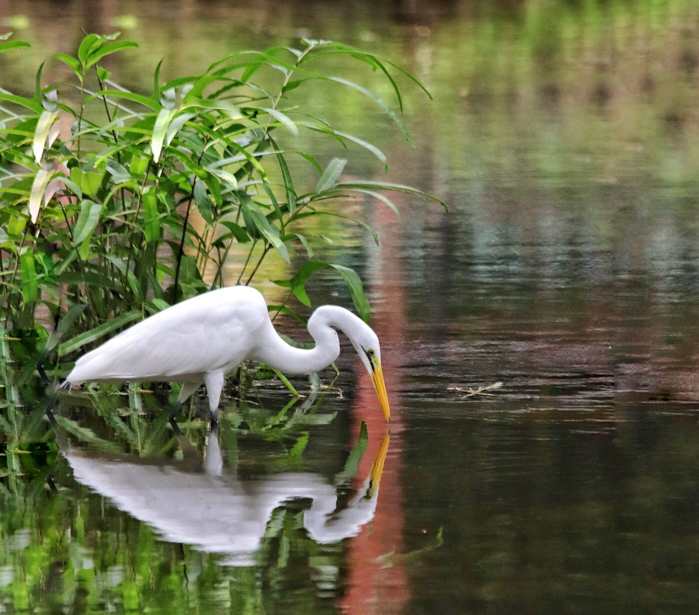 Egret mirrored in still, dark water