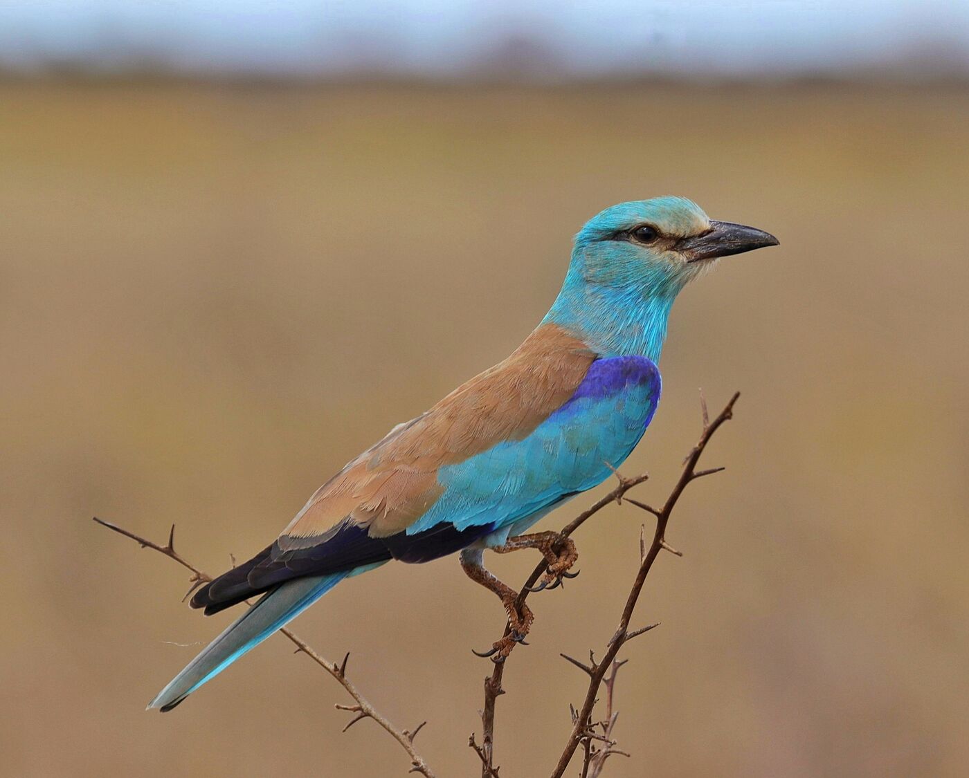 European Roller, a Palearctic migrant, perched on a bare bush