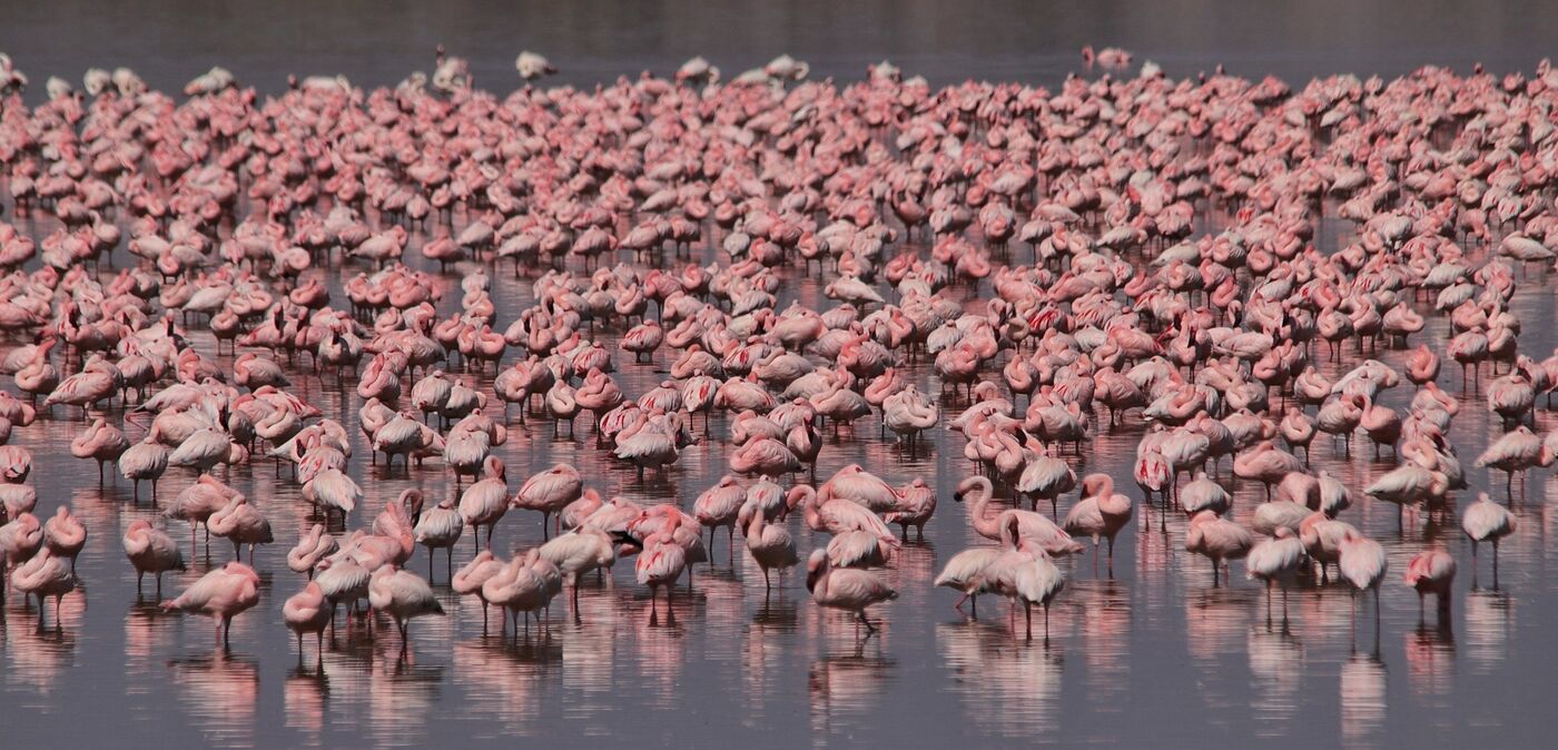 Flamingos massed in the shallows of a Rift Valley lake, photographed on a Hudhud trip