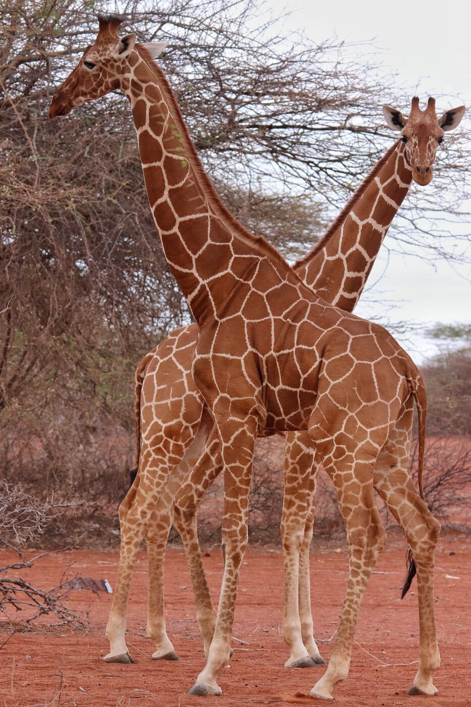 Two giraffes necking in dry-country bush, photographed on a Hudhud trip