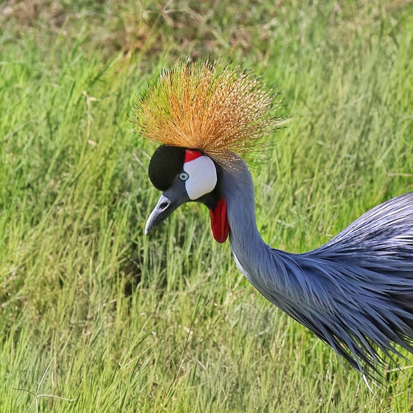 Grey Crowned Crane calling in open grassland, photographed on a Hudhud trip