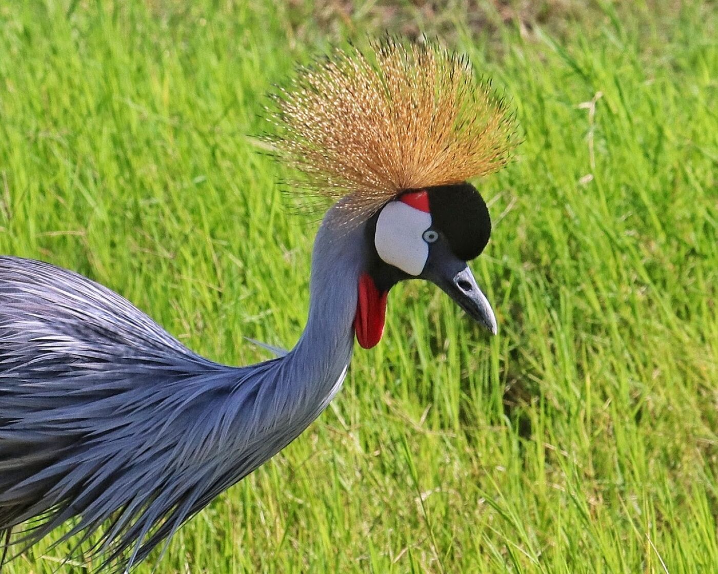 Close portrait of a Grey Crowned Crane showing its golden crest