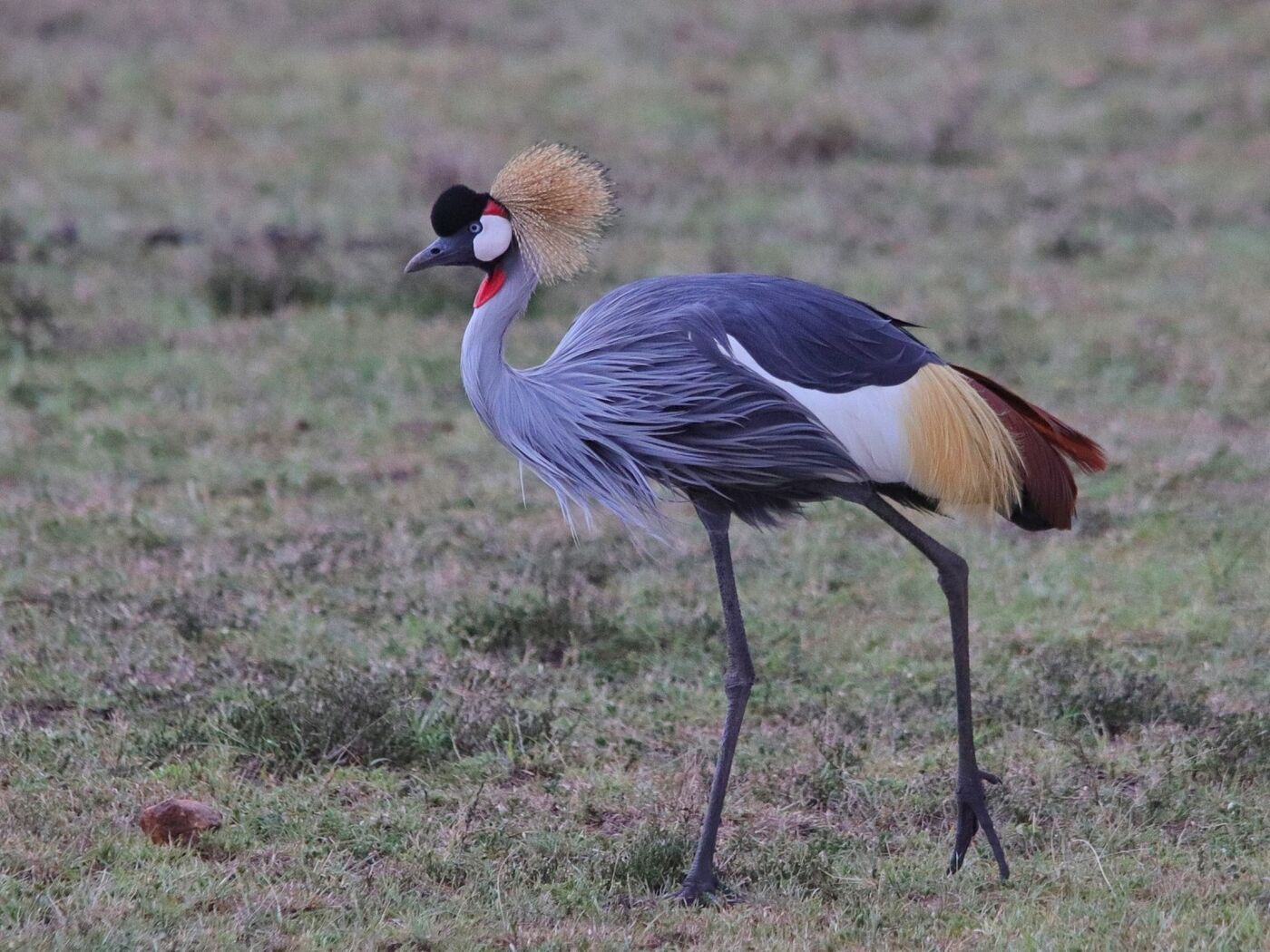 Grey Crowned Crane walking through short-grass savannah