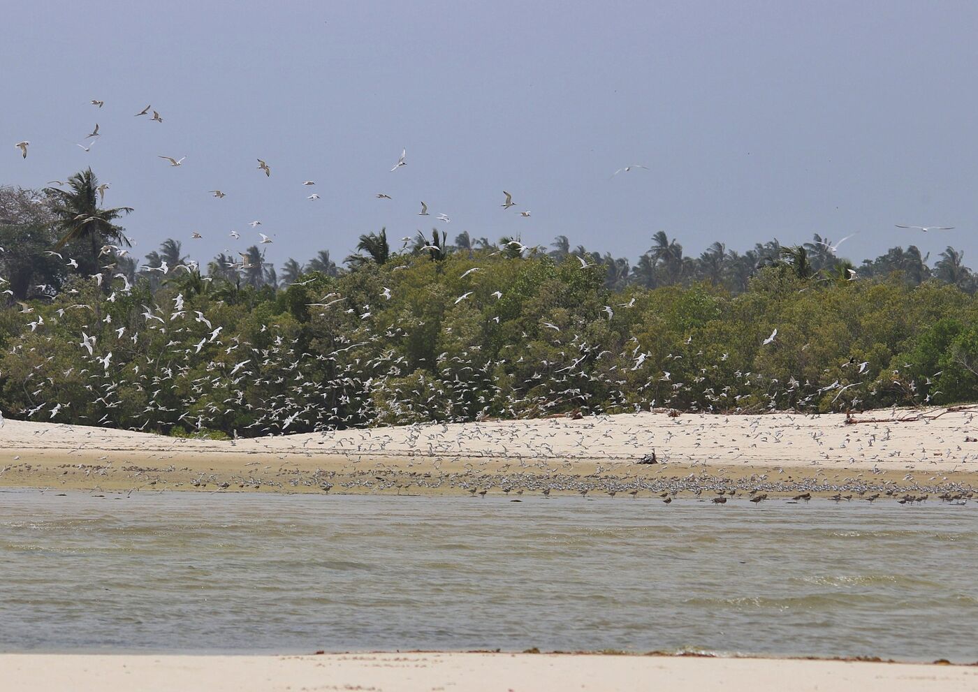 Beach and coastal forest edge on the Kenya coast, photographed on a Hudhud trip