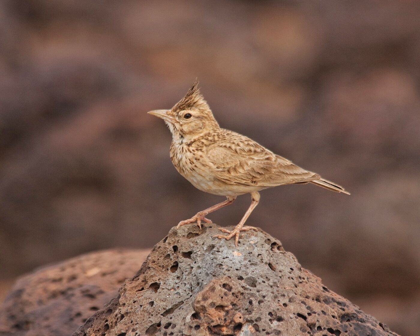 Lark singing from the top of a termite mound