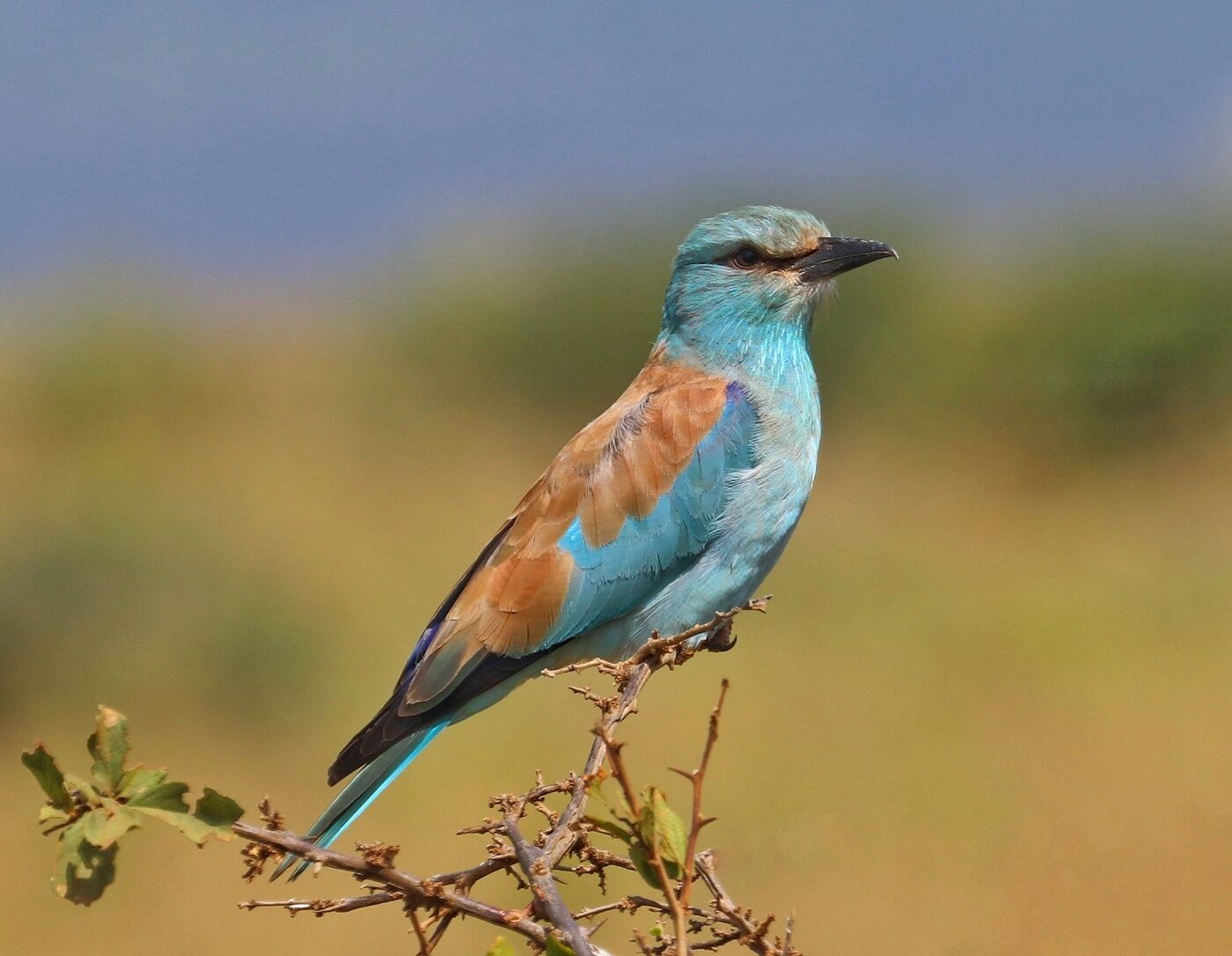 Lilac-breasted Roller perched on a low bush in open savannah