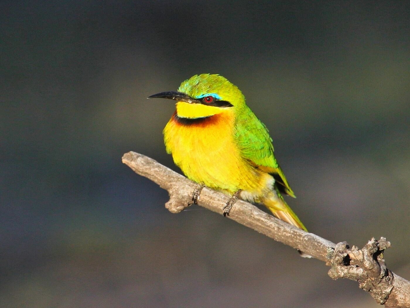 Little Bee-eater perched on a thin branch