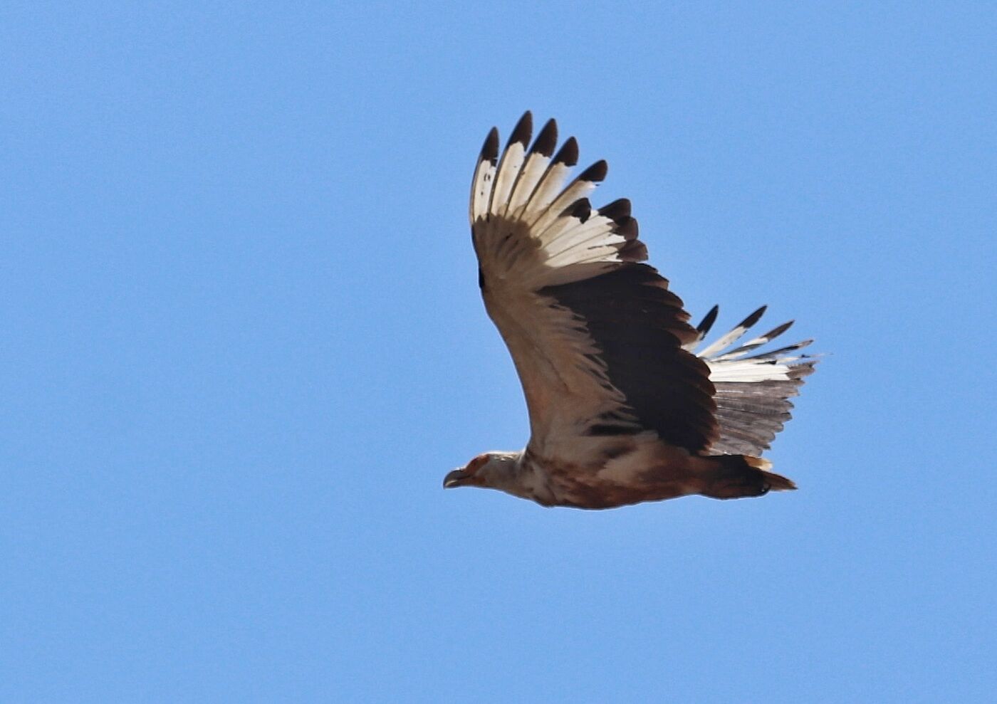 Long-crested Eagle in flight against a clear sky