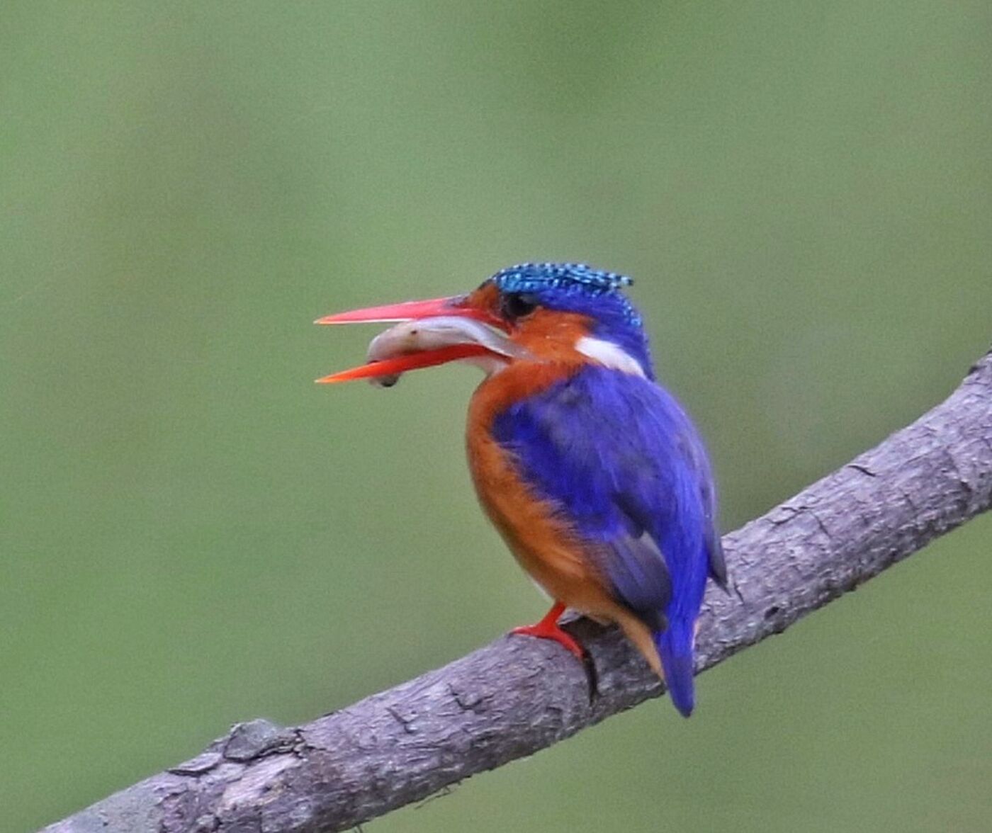 Malachite Kingfisher perched on a bare branch over the water