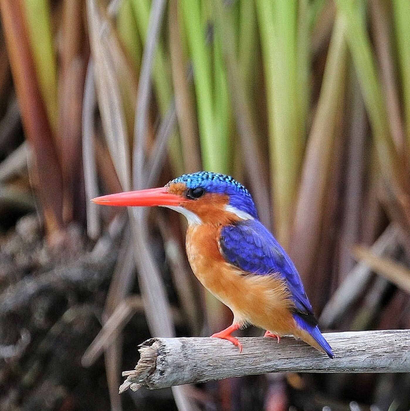 Malachite Kingfisher perched at the water's edge, photographed on a Hudhud birding trip