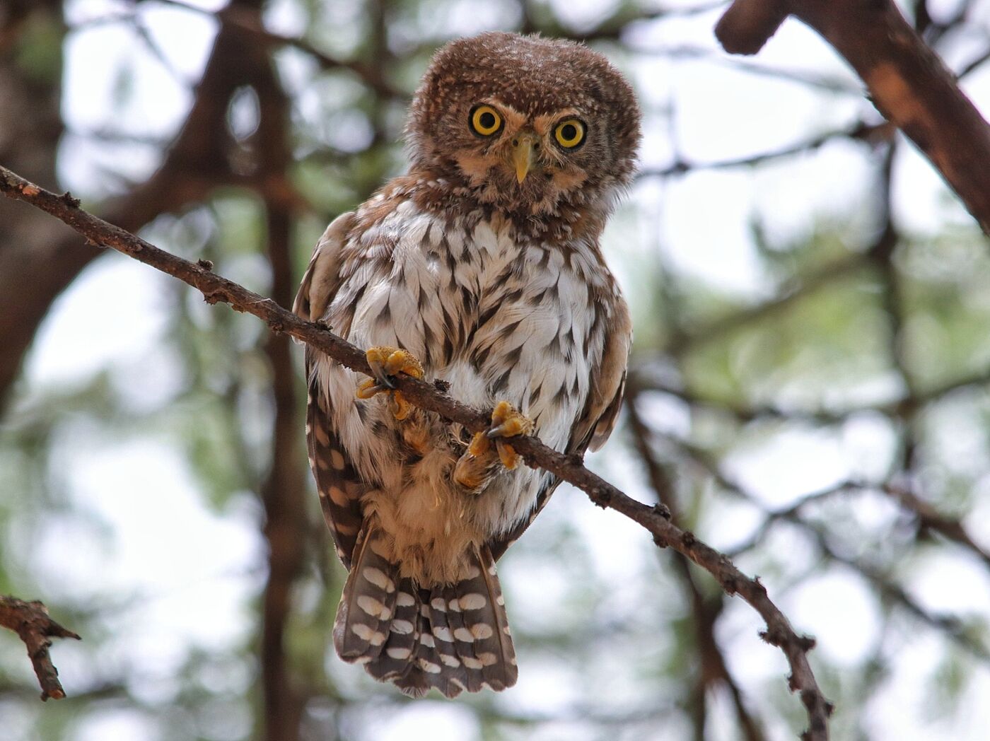 Owl resting at a shaded daytime roost