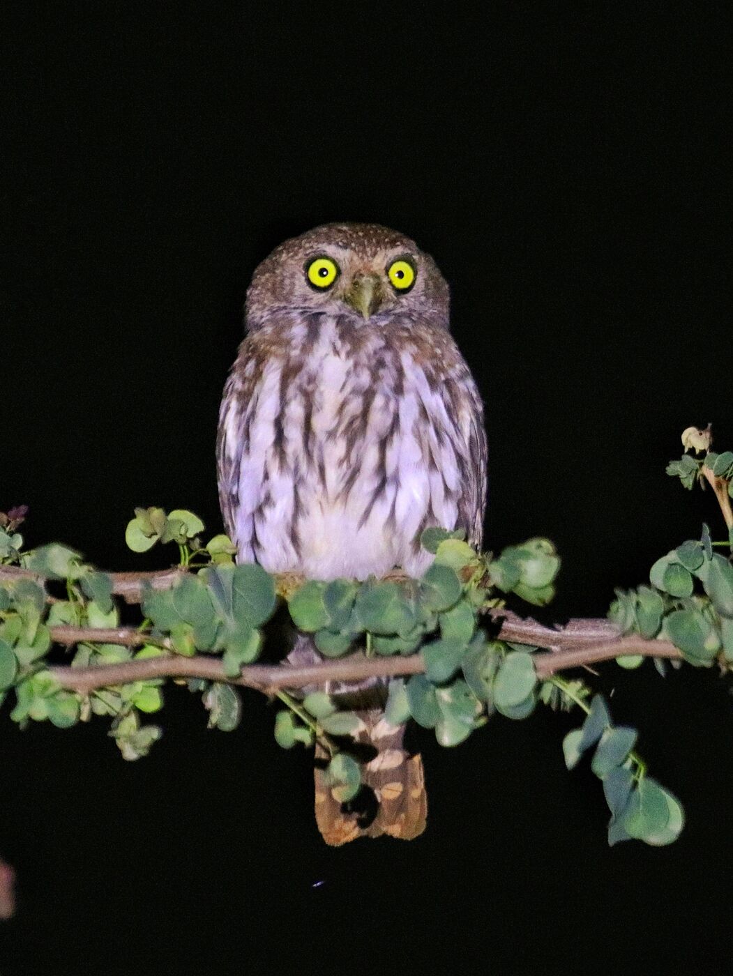Pearl-spotted Owlet photographed at night on a Hudhud birding walk