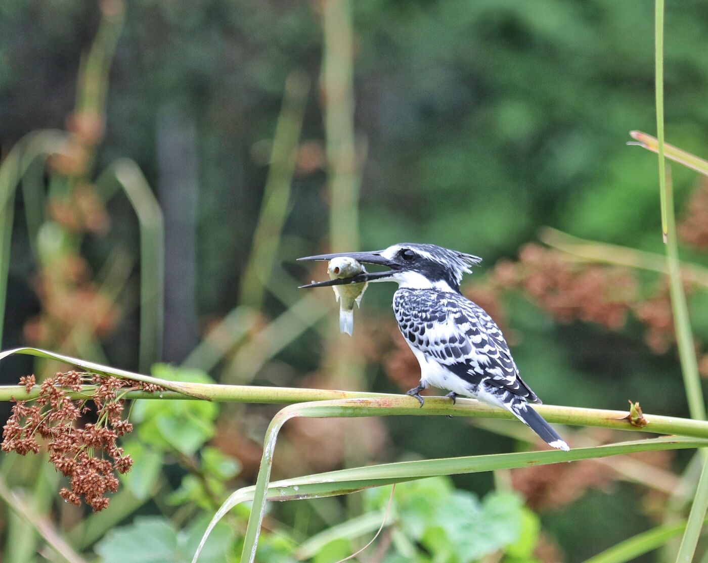 Pied Kingfisher holding a freshly caught fish, photographed on a Hudhud trip