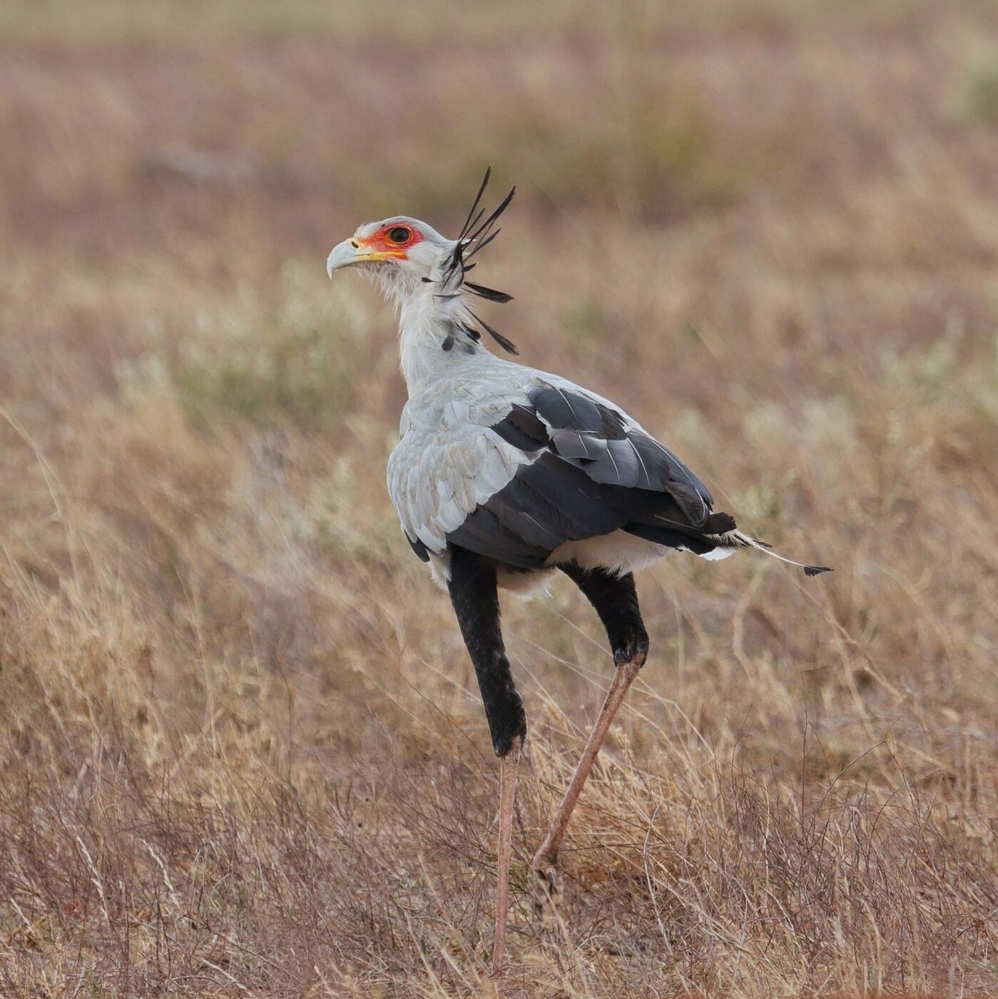 Secretarybird striding through open grassland, photographed on a Hudhud safari