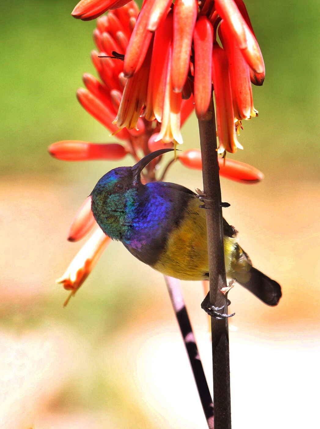 Sunbird feeding on a flowering aloe, photographed on a Hudhud trip