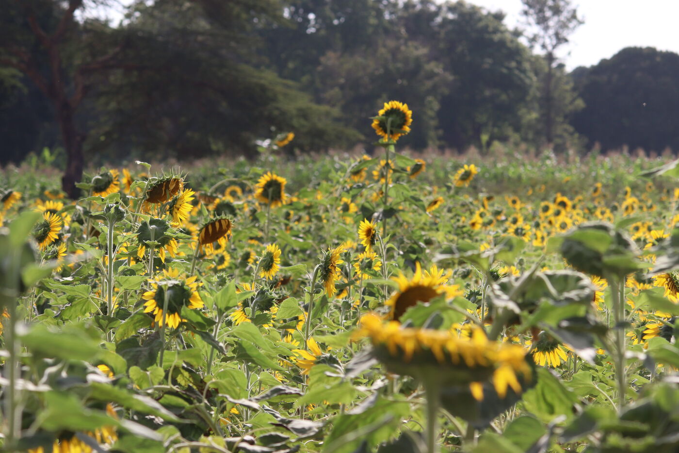 Sunflower fields in bloom along the road in Tanzania