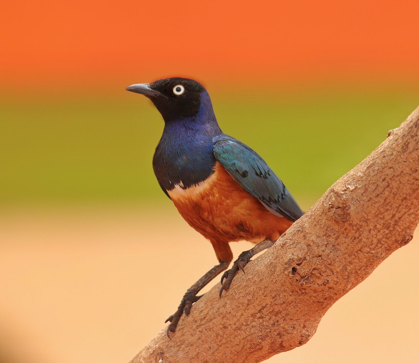 Superb Starling standing on red earth, photographed on a Hudhud trip