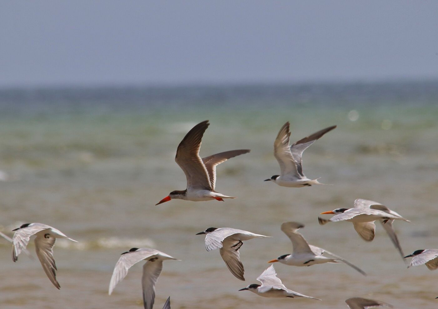 Terns in flight low over the shoreline on the Kenya coast