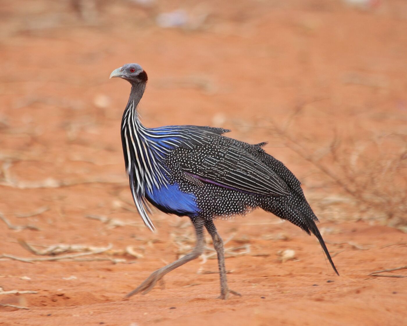 Vulturine Guineafowl walking through dry-country bush