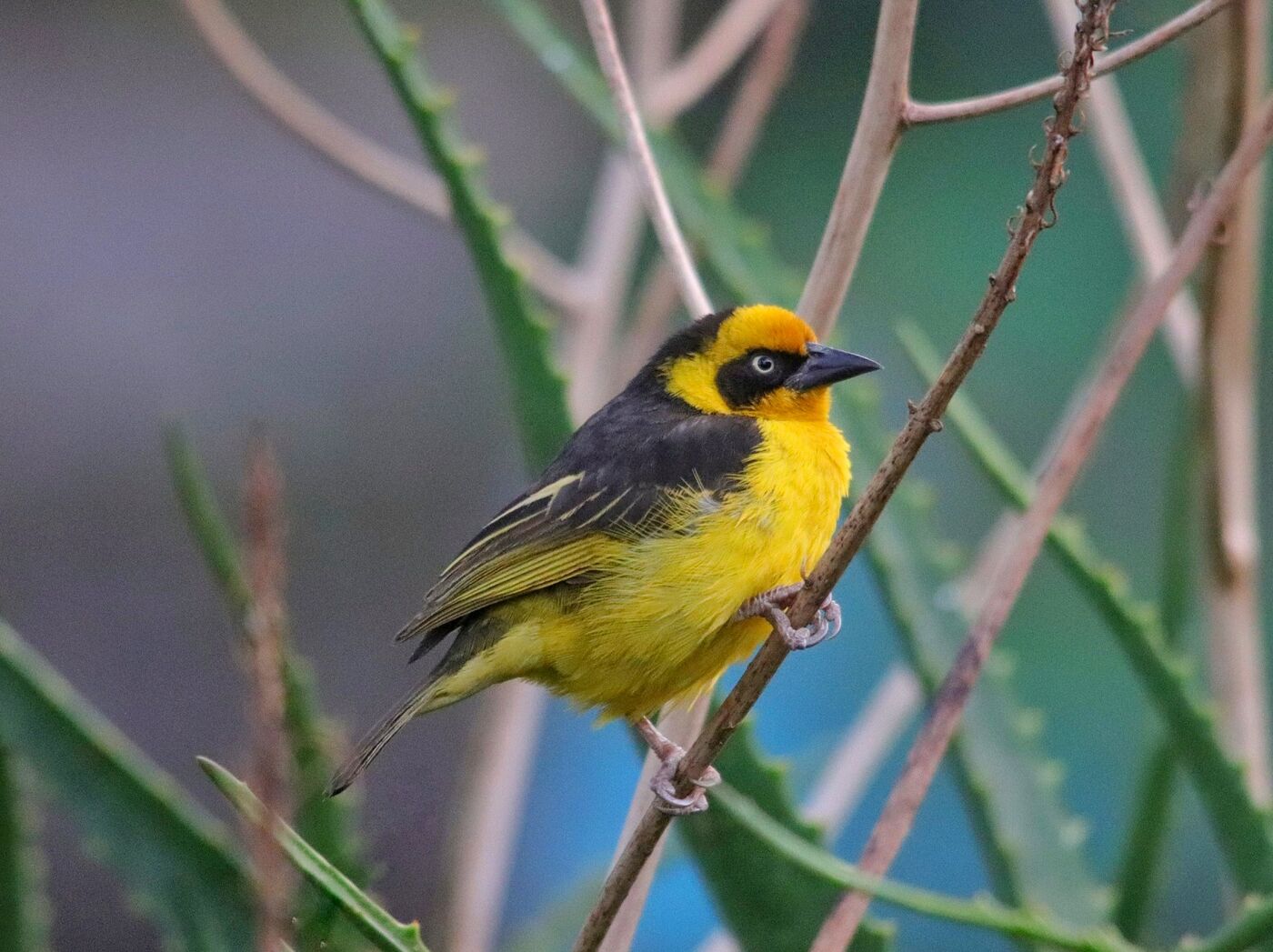 Yellow weaver perched in fresh green foliage