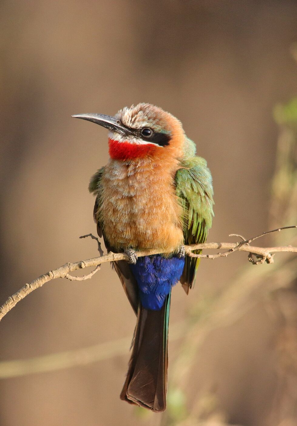 White-fronted Bee-eater perched on a branch