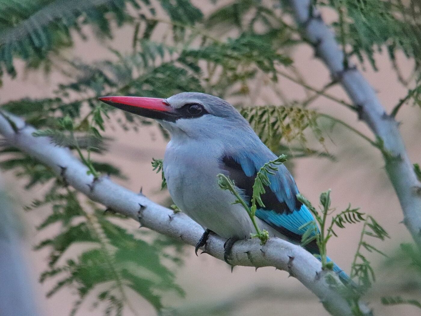 Woodland Kingfisher perched in acacia woodland
