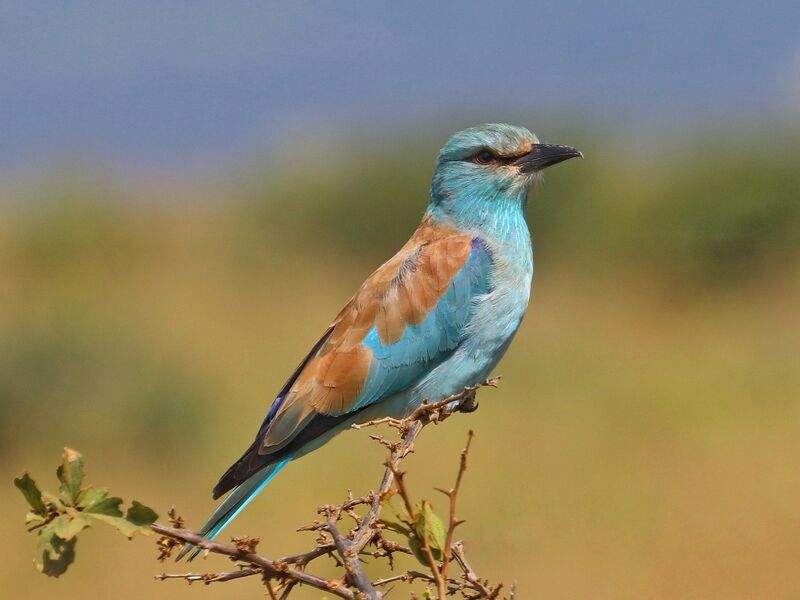 Lilac-breasted Roller perched on a bush, photographed on a Hudhud safari