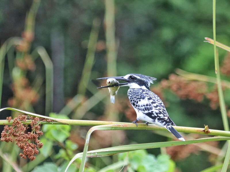 Pied Kingfisher holding a freshly caught fish, photographed on a Hudhud trip