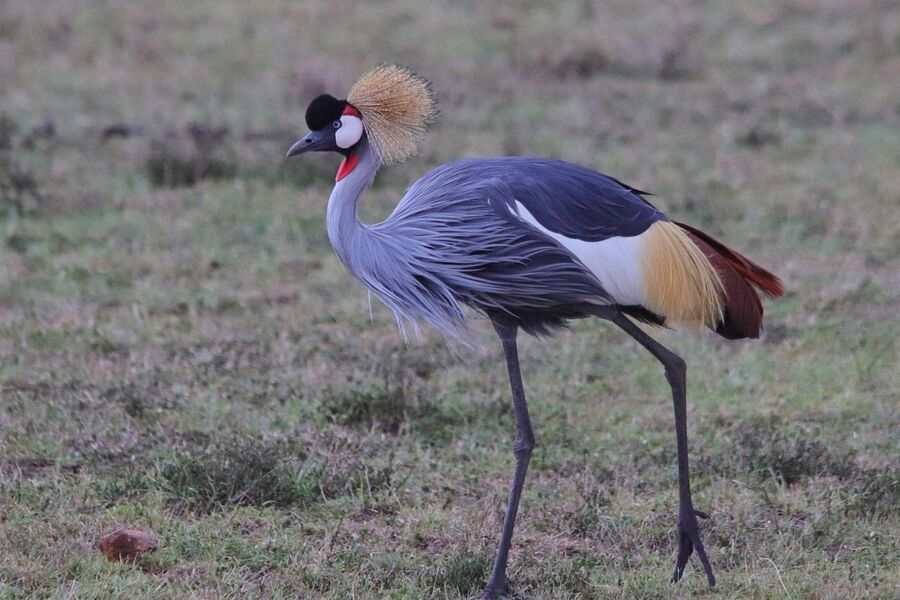 Grey Crowned Crane walking through short-grass savannah, photographed on a Hudhud trip