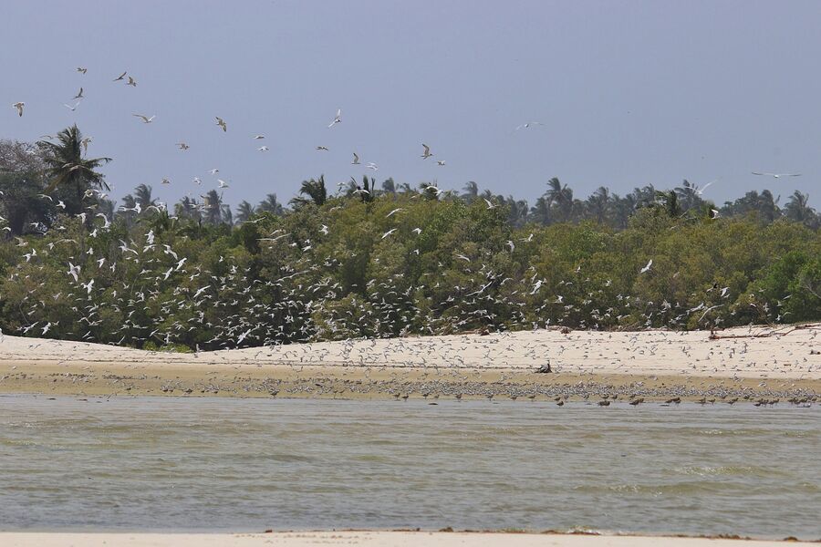 Beach and coastal forest edge on the Kenya coast, photographed on a Hudhud trip