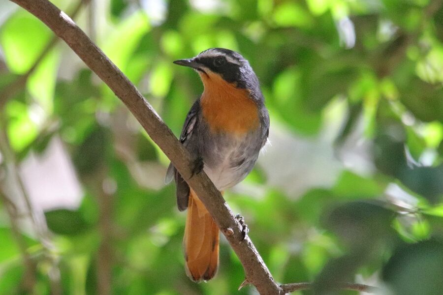 Cinnamon-chested Bee-eater perched in forest, photographed on a Hudhud birding trip
