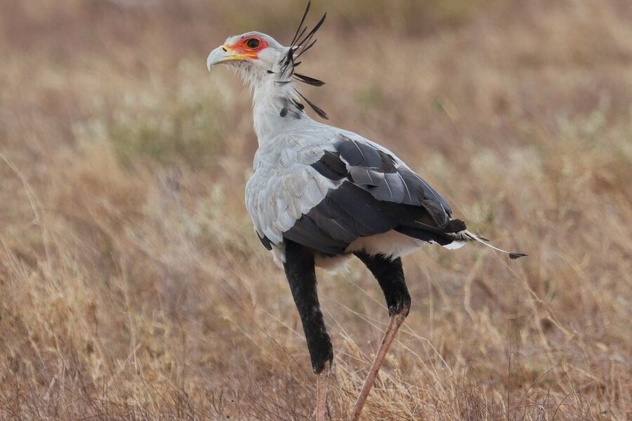 Secretarybird striding through open grassland, photographed on a Hudhud safari