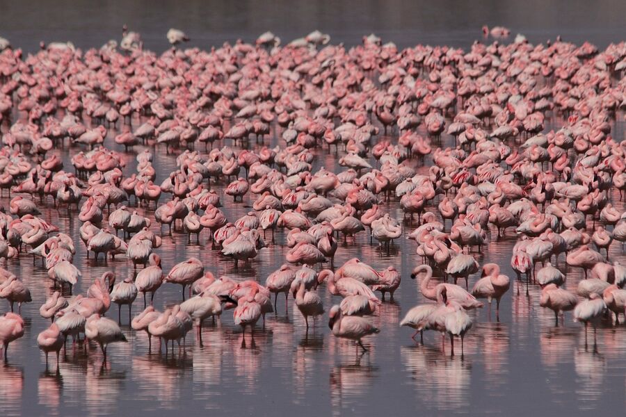 Flamingos massed on a Rift Valley lake, photographed on a Hudhud trip